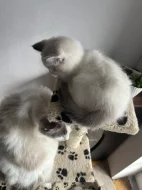 Ragdoll a03 - kocourek Gimmy s PP