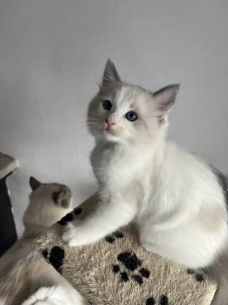 Ragdoll kocourek s PP – Cute of Silesia Ragdoll –Griffin (a 03)