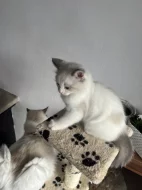 Ragdoll kocourek s PP – Cute of Silesia Ragdoll –Griffin (a 03)