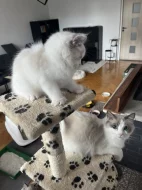 Ragdoll kocourek s PP – Cute of Silesia Ragdoll –Griffin (a 03)