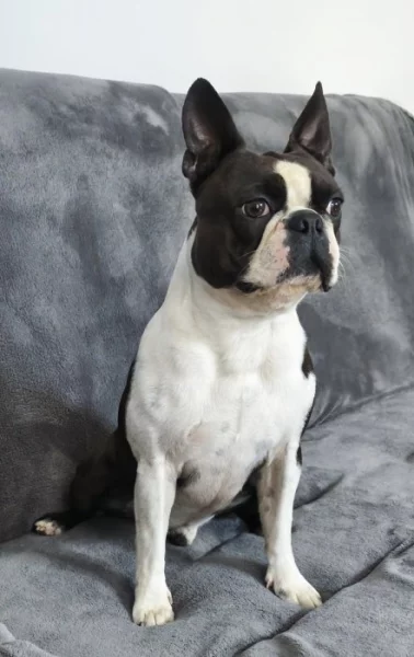 Bostonský teriér s PP ke krytí