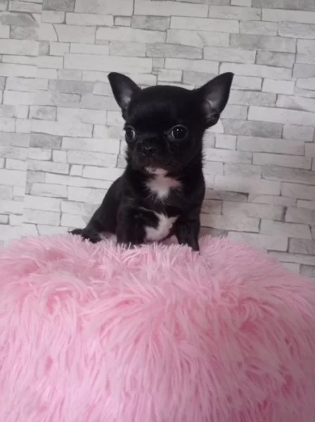 Čivava krátkosrstý pejsek