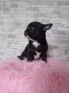 Čivava krátkosrstý pejsek