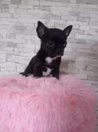 Čivava krátkosrstý pejsek