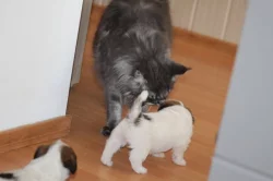 Jack russell terier s PP