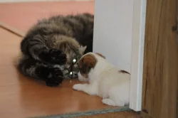 Jack russell terier s PP