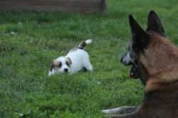 Jack russell terier s PP