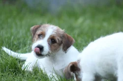 Jack russell terier s PP