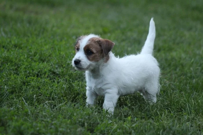 Jack russell terier s PP