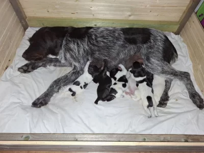 Štěňata Český fousek