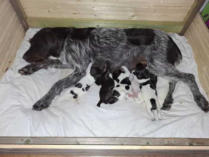 Štěňata Český fousek