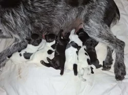 Štěňata Český fousek