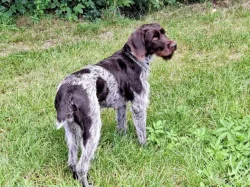 Štěňata Český fousek