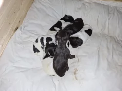 Štěňata Český fousek