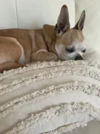 Hledám fenku čivavy ke krytí