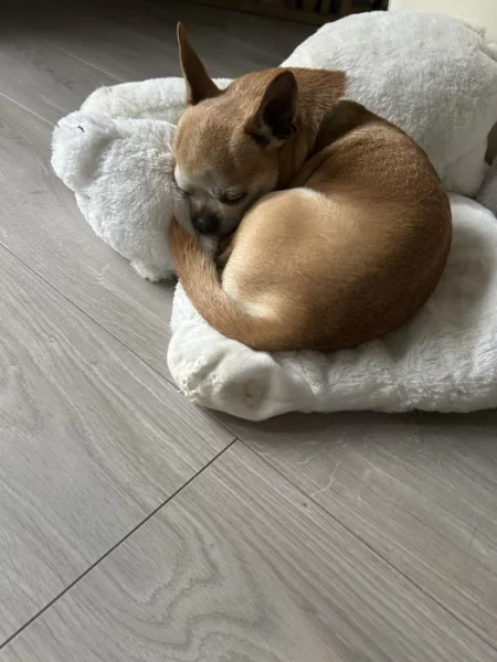 Hledám fenku čivavy ke krytí