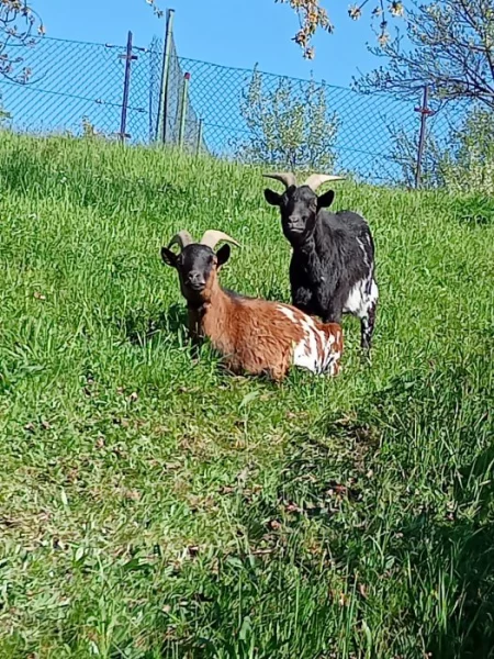 Darujeme 2 zakrslé holandské kozlíky