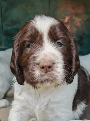 Anglický špringršpaněl