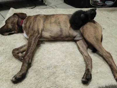 Daruji 11m.pejska do adopce pod smlouvou