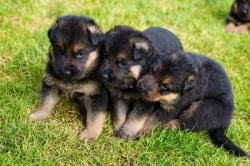 Prodám štěňata Německého ovčáka – dva krásní pejsci