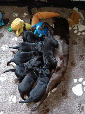 Štěňátka labradorského retrievra s PP