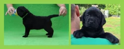 Štěňátka labradorského retrievra s PP