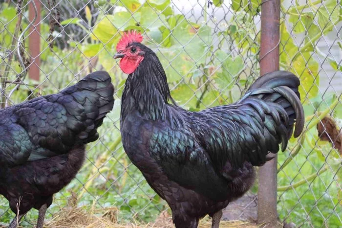 Australka černá velká