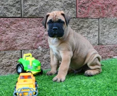 Bullmastif Bulmastif Bulmastiv Bullmastiv Bullmastiff