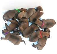 Bullmastif Bulmastif Bulmastiv Bullmastiv Bullmastiff