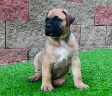 Bullmastif Bulmastif Bulmastiv Bullmastiv Bullmastiff