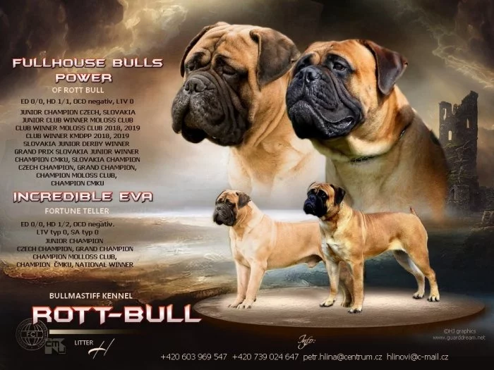 Bullmastif Bulmastif Bulmastiv Bullmastiv Bullmastiff