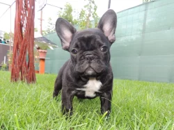 Francouzský buldoček S PP.