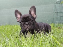 Francouzský buldoček S PP.