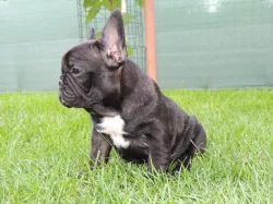 Francouzský buldoček S PP.