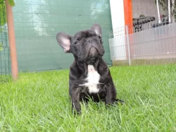 Francouzský buldoček S PP.