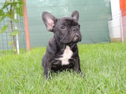 Francouzský buldoček S PP.