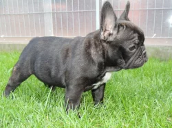 Francouzský buldoček S PP.