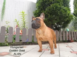 Francouzský buldoček S PP.