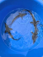 Prodám jezírkové ryby a jesetery