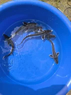 Prodám jezírkové ryby a jesetery