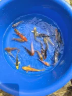 Prodám jezírkové ryby a jesetery