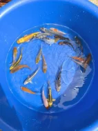 Prodám jezírkové ryby a jesetery