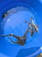 Prodám jezírkové ryby a jesetery