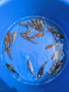 Prodám jezírkové ryby a jesetery