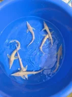 Prodám jezírkové ryby a jesetery