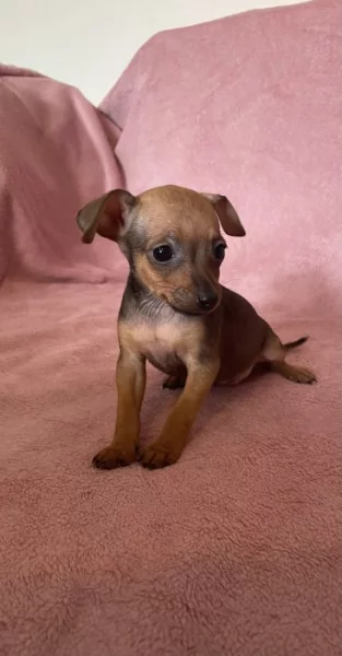 Pražský krysarik bez pp