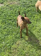 Pražský krysarik bez pp