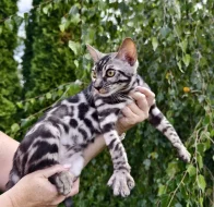 Bengálský kocourek