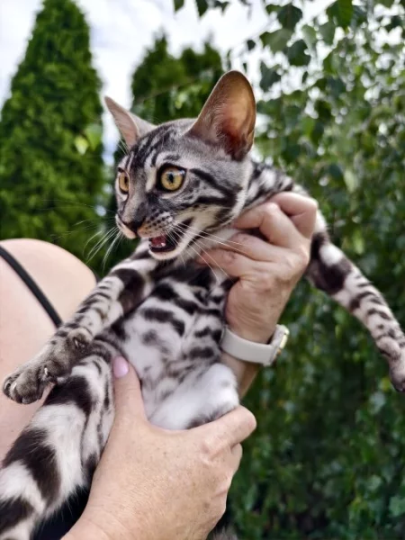 Bengálský kocourek