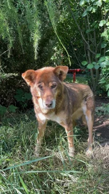 Hledáme novou rodinu pro Freyu